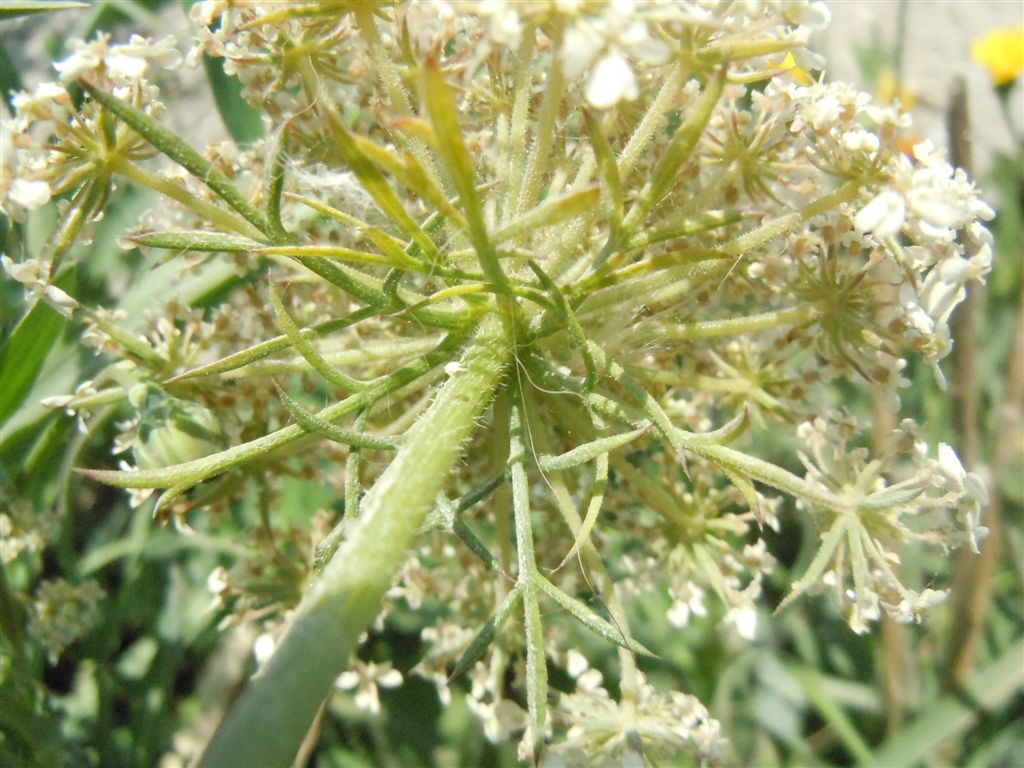 Daucus carota